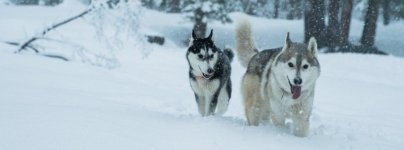 playing in sierra snow ca davidnbraun f