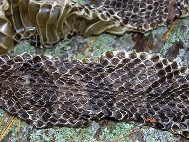 Shed snake skin identification australia