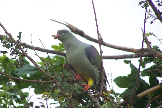 KNP Satara-Lower Sabi 2009 412.JPG