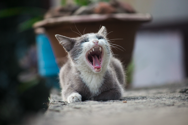 cat yawn.png