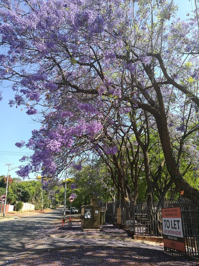 beatiful tree branches and flower.jpeg