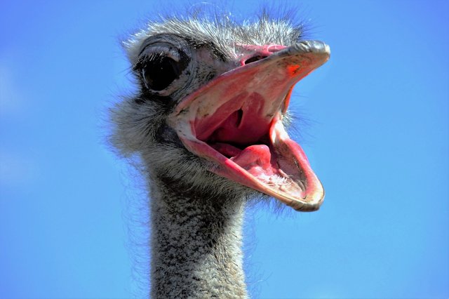 the-ostrich-1658267_1280.jpg