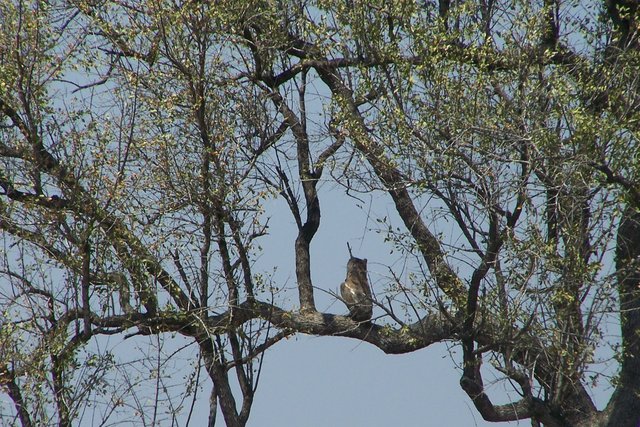 KNP Satara-Lower Sabi 2009 165.JPG