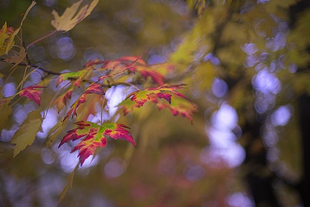 Leaf.jpg