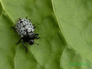 otro posición en que le tome una foto al insecto