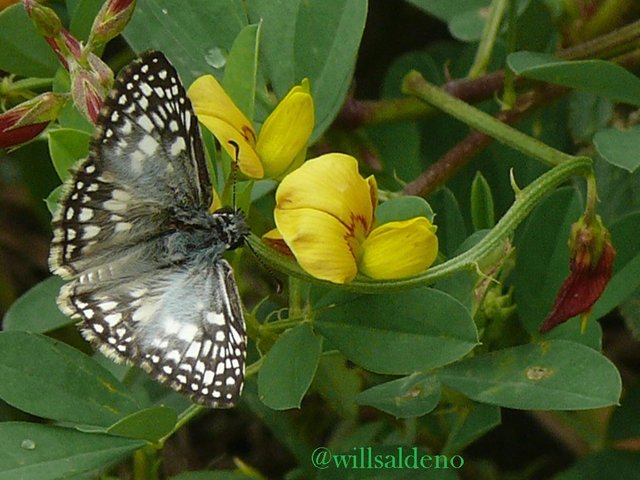 blanca y gris 1