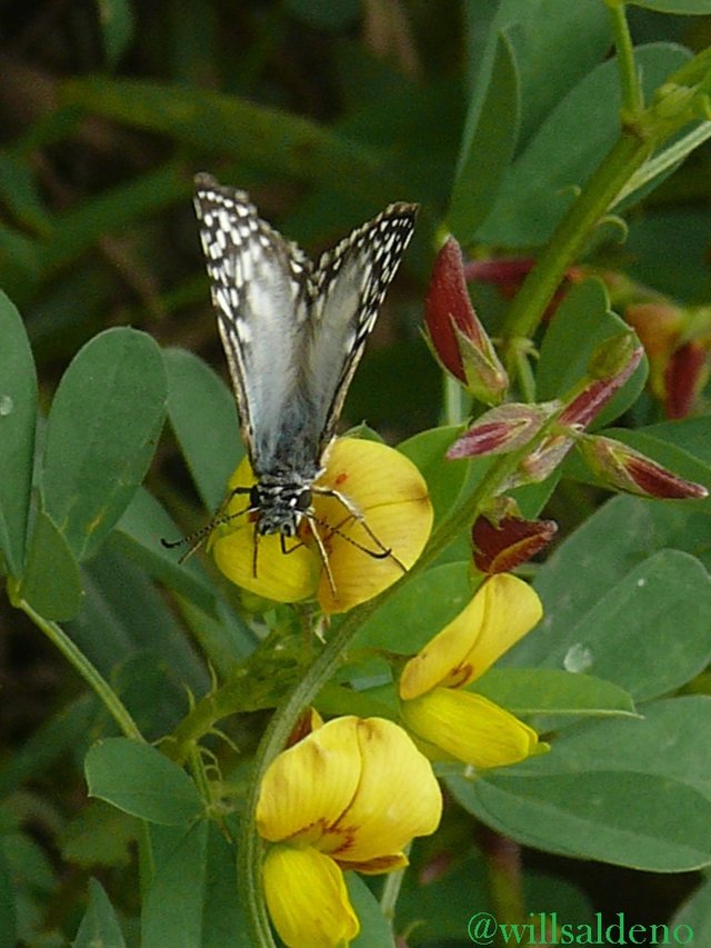 mariposa