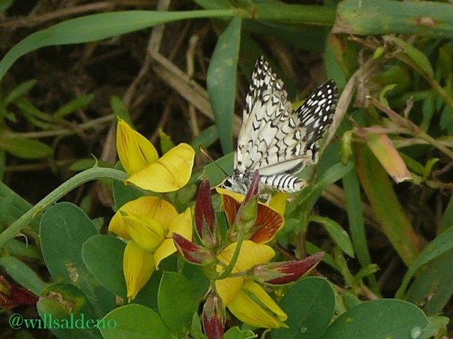 Mariposa villacurana