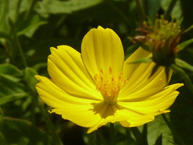 Flor amarilla 02-10-18.