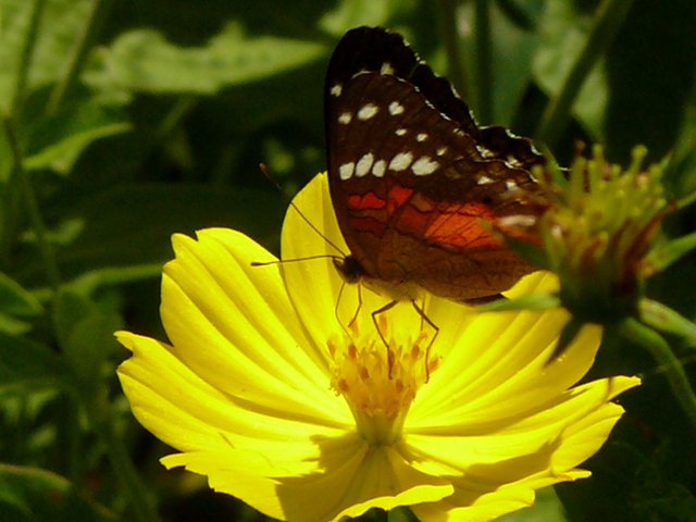 Flor y mariposa