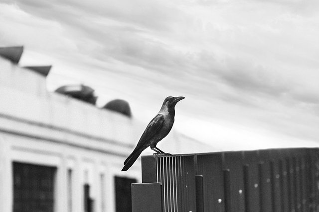 Black and white crow