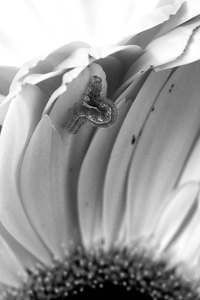 Black and white macro flower