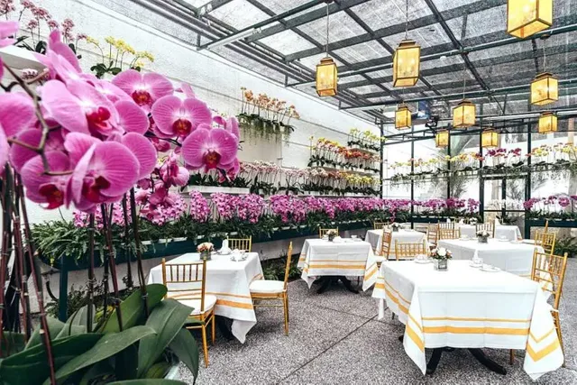 High Tea Surrounded With Orchids