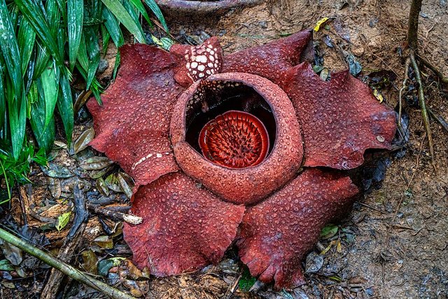 world's largest flower