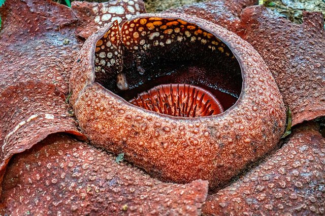 corpse lily or rafflesia in Malaysia