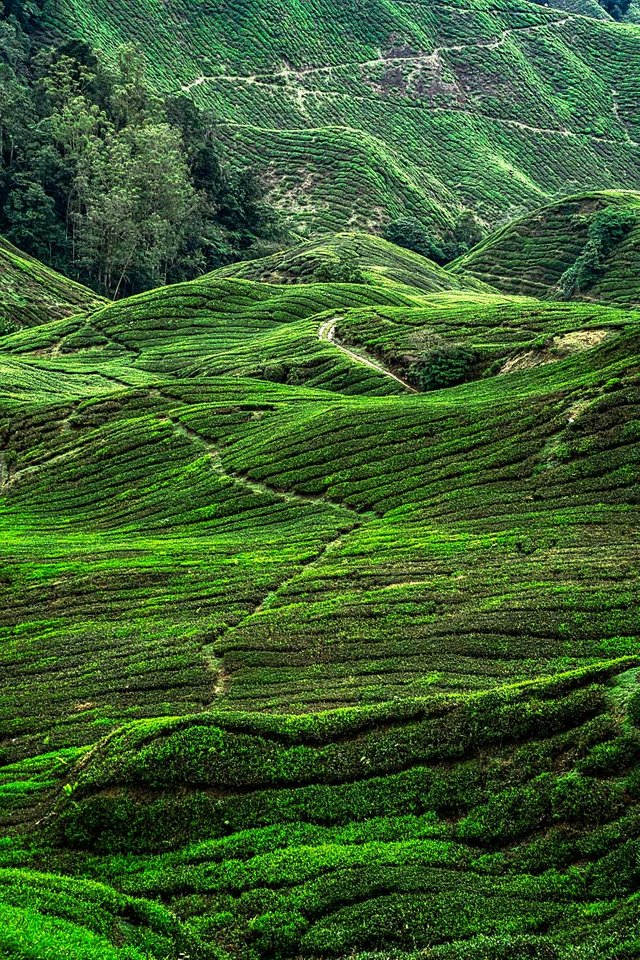 boh tea plantation