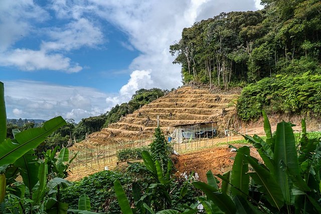 cameron highlands deforestation