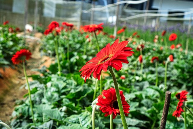 flower farm cameron highlands