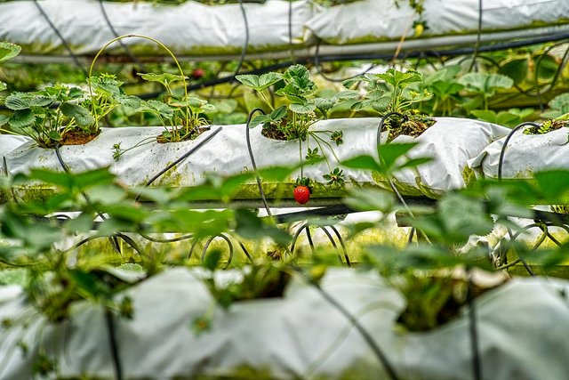 strawberry farm cameron highlands