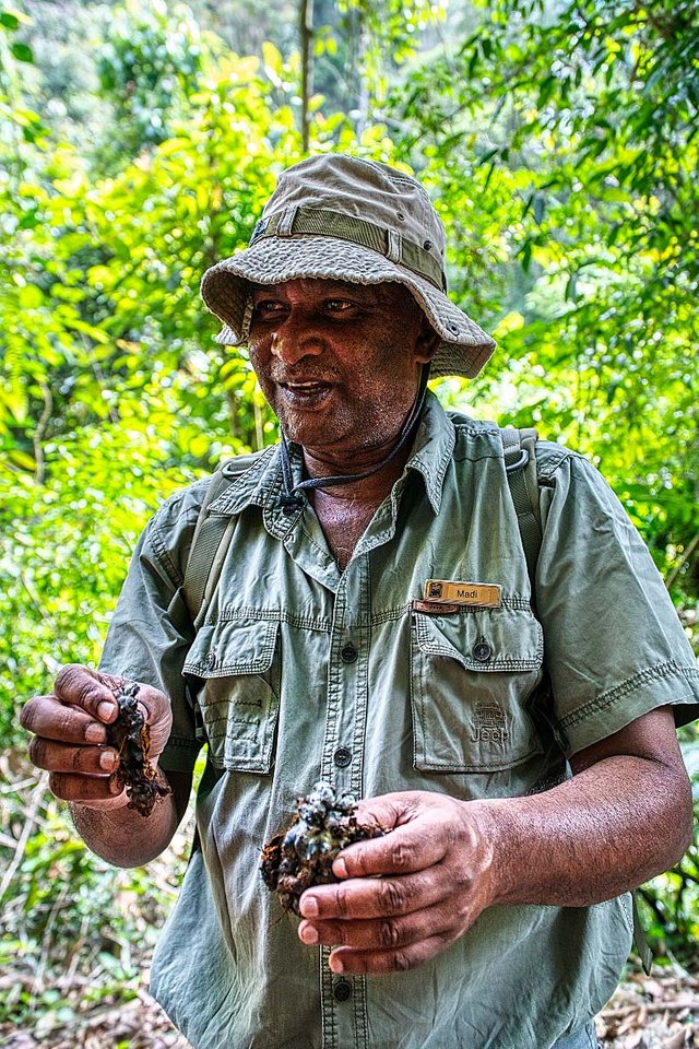 cameron highlands tour guide