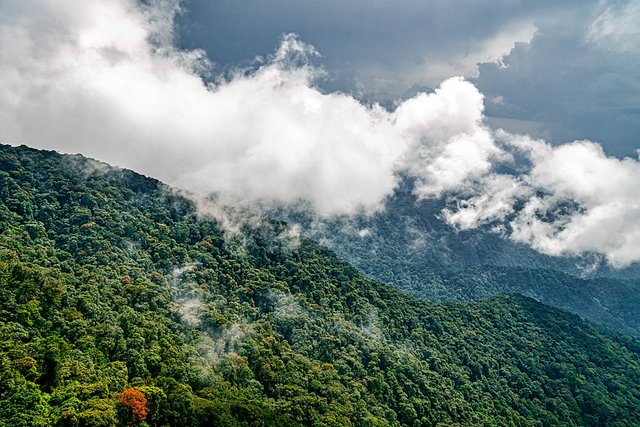 jungle canopy