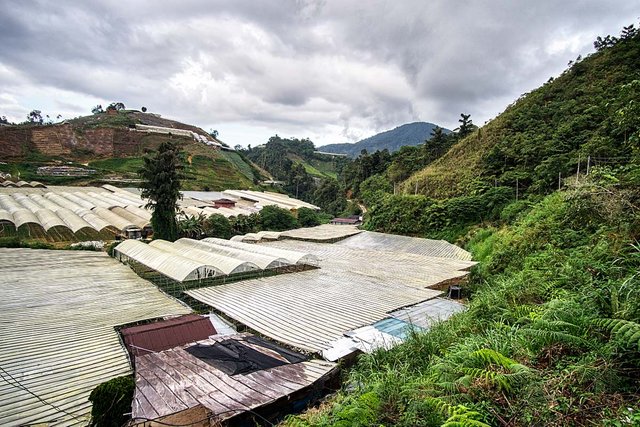 cameron highlands farm