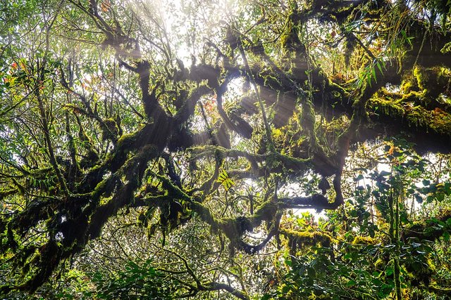 mossy trees