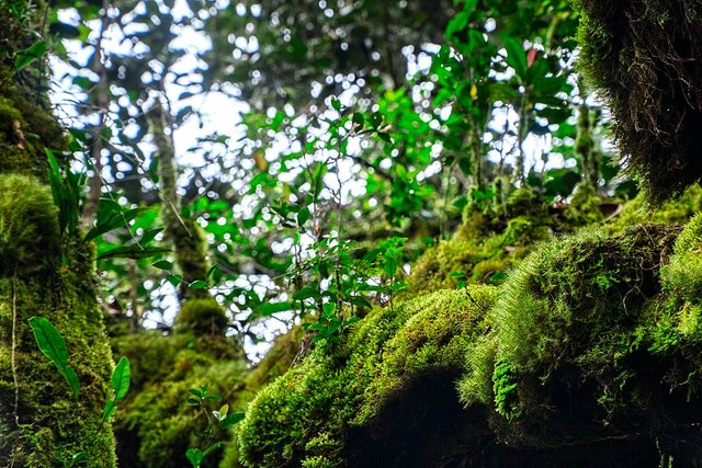 Mossy bark in the mossy forest