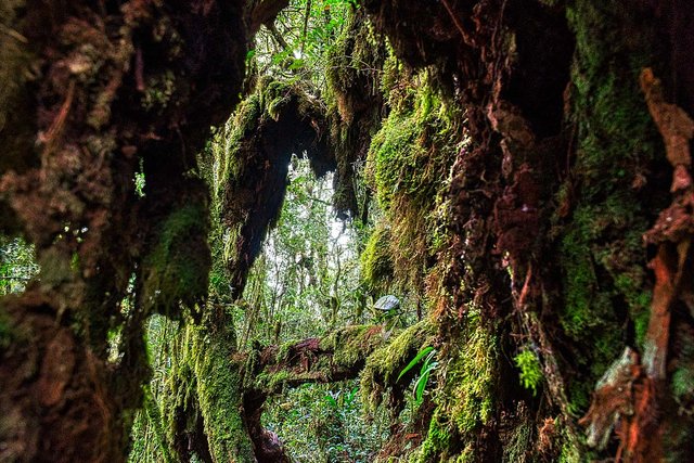 mossy forest Cameron Highlands