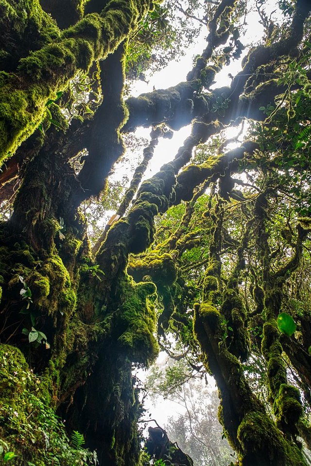 beautiful forest in Malaysia