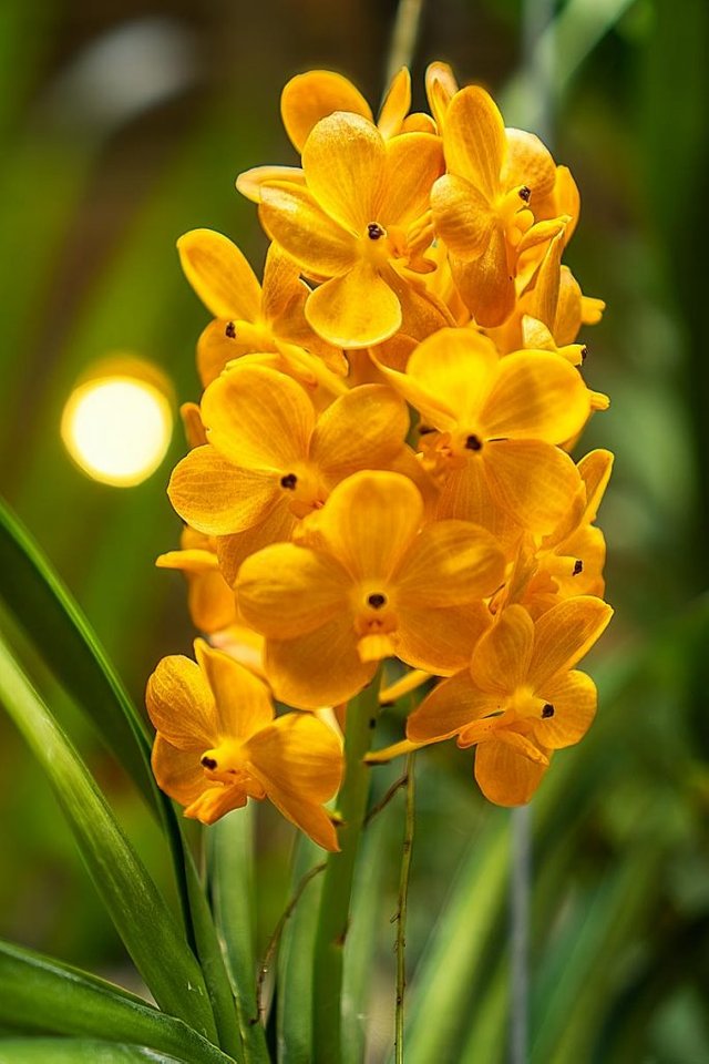 yellow orchid