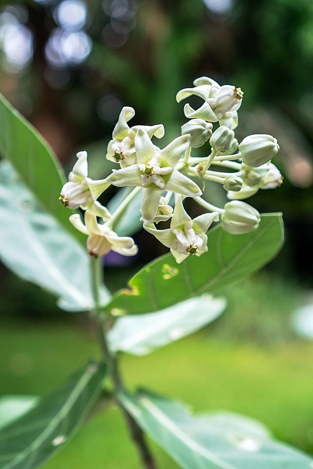 Small White flower