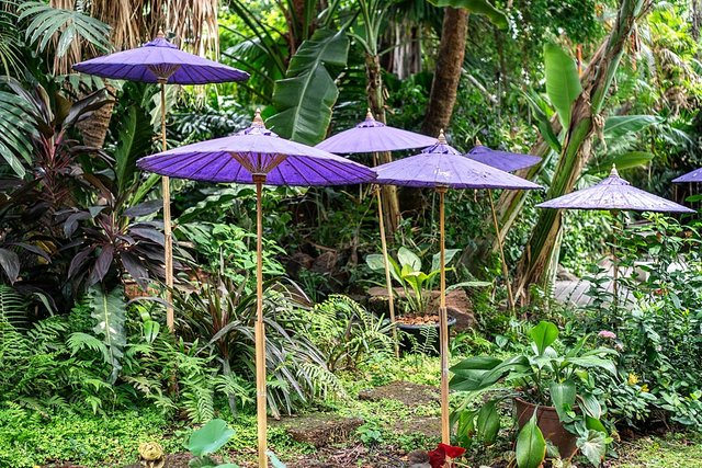 purple umbrella