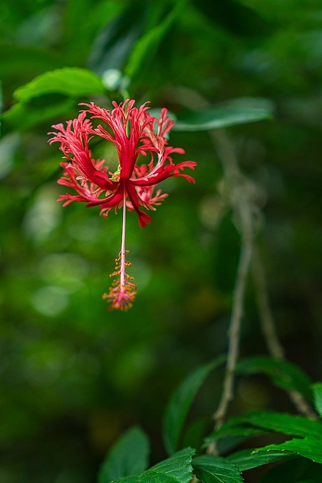 spider hibiscus