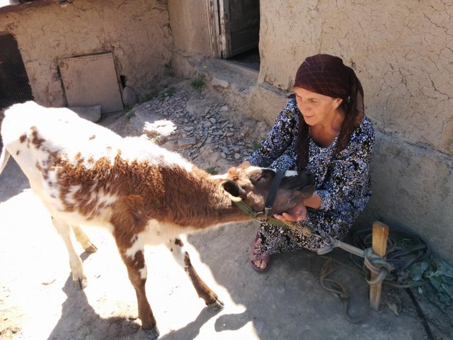 Photo of Habiba with a calf bought with her Kiva loan