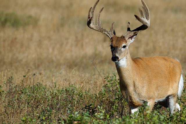 Trail Cam Strategies for Cautious Whitetails