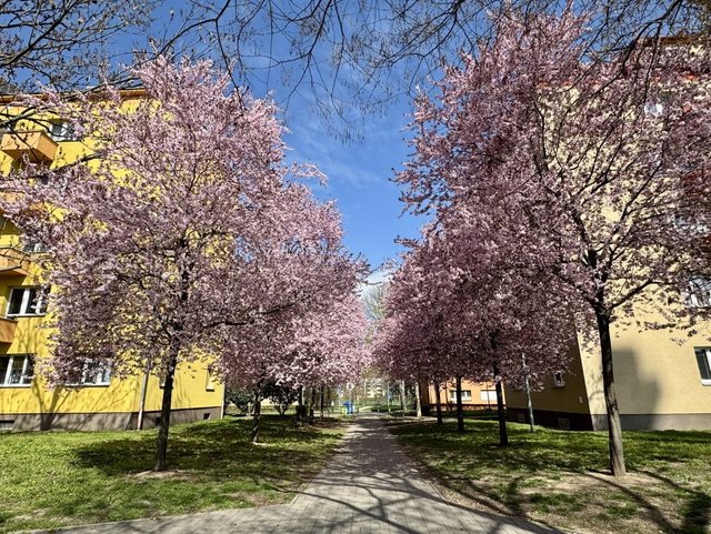 Two rows of cherry blossom trees in Prague, set between two yellow buildings underneath a bright blue sky.