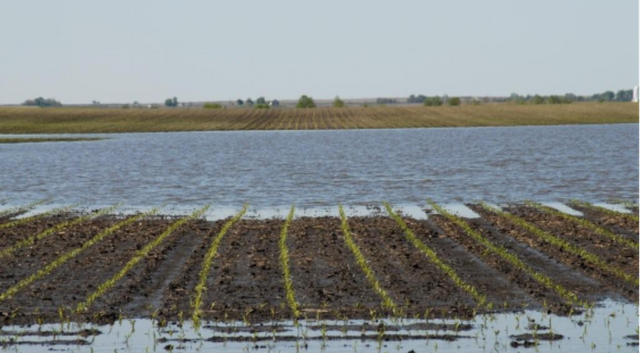 Image result for corn and flooding