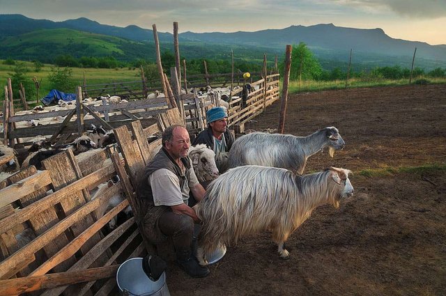 Shepherds Milking Sheep