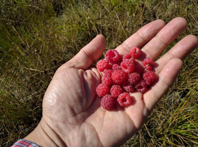 High Tatras Raspberry
