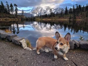 Lucky the Corgi in Picture Lake