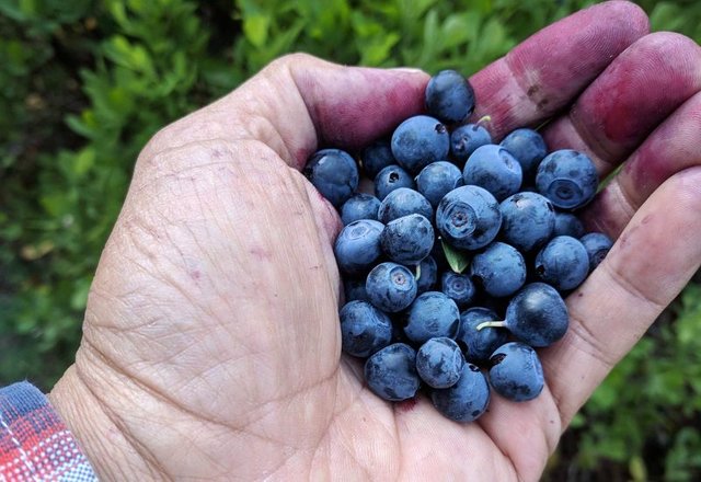 Wild Blueberries in Rainier National Park