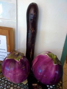 eggplant penis