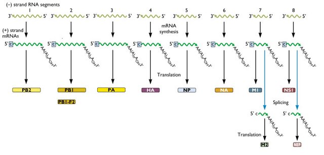 influenza_virus_rna.jpg