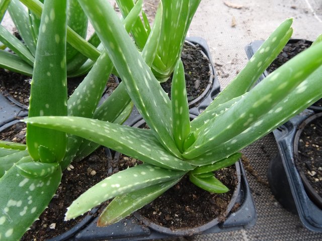 Plante Aloe Vera Bio