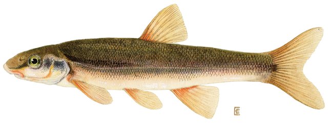 minnow