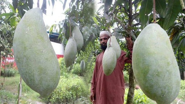 Large Mango