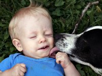 Dog licking child