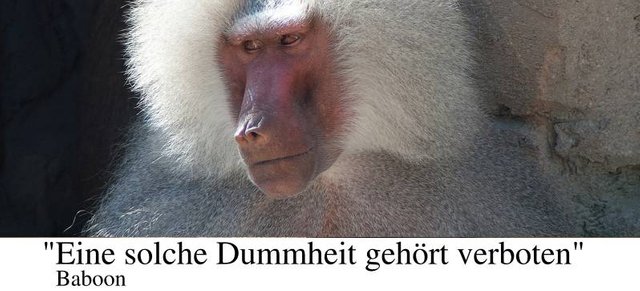 Baboon sagt seine Meinung