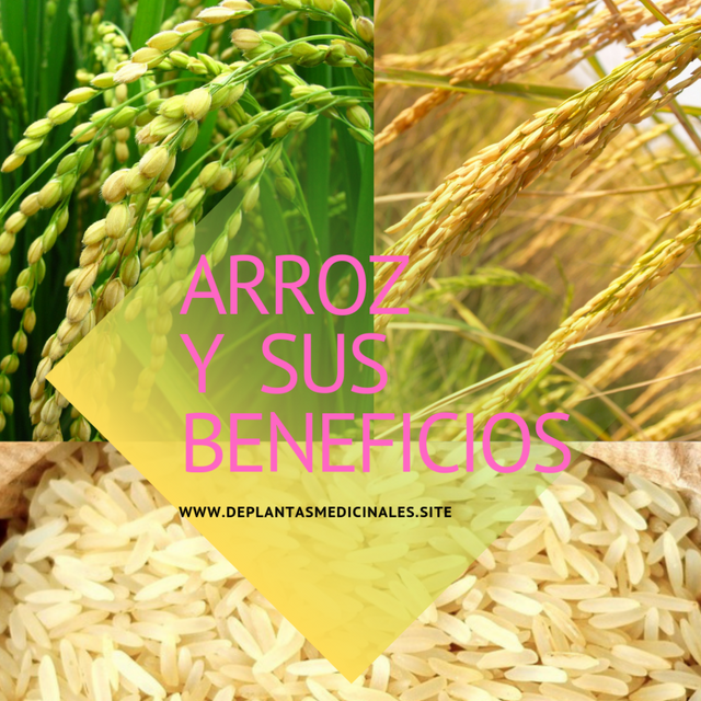 ARROZ- ORYZA SATIVA Y SUS BENEFICIOS